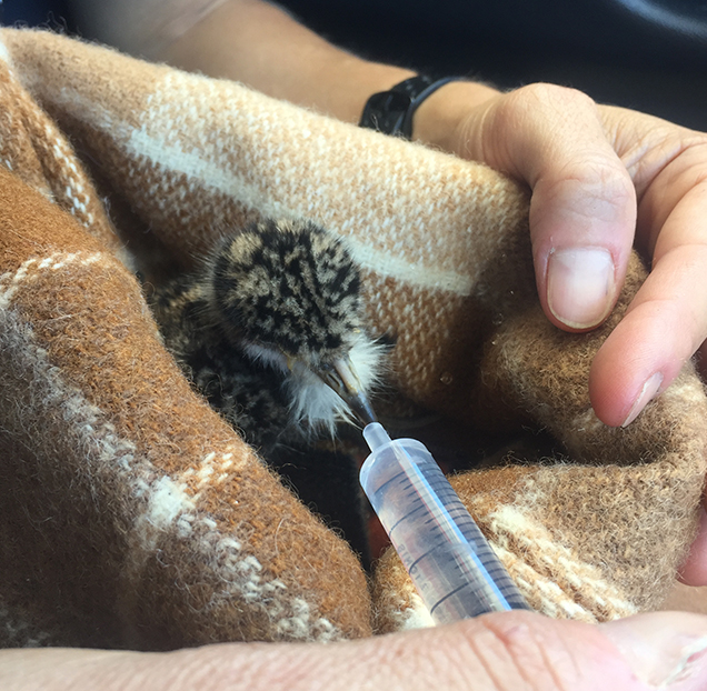 Baby Plover being fed after rescue from a drain